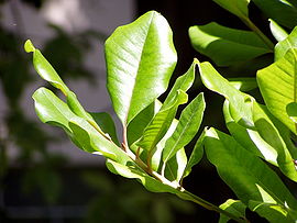 Sideroxylon marmulano leaves.jpg