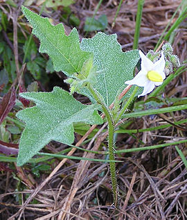Solanum carolinense in flower.jpg
