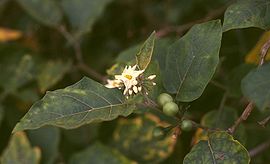 Solanum torvum 2.jpg