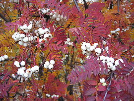 Sorbus fruticosa.jpg