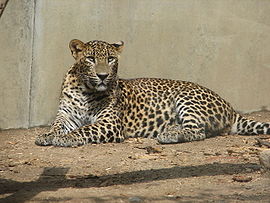 SriLankaLeopard-ZOO-Jihlava.jpg