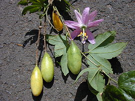 Starr 010423-0066 Passiflora tarminiana.jpg