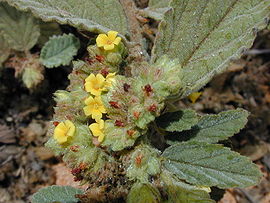 Starr 010818-0026 Waltheria indica.jpg