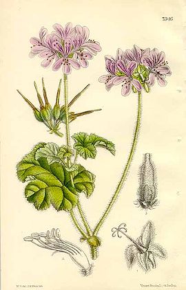 The Botanical Magazine. pl 7346. Pelargonium Drummondii.jpg