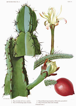 The Cactaceae Vol II, plate III filtered.jpg