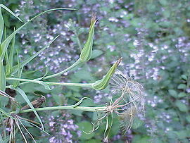 Tragopogon porrifolius0.jpg