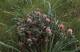 Trifoliumhirtum.jpg