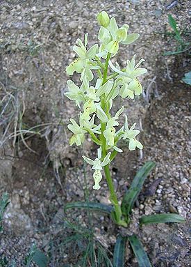 Orchis provincialis1.jpg