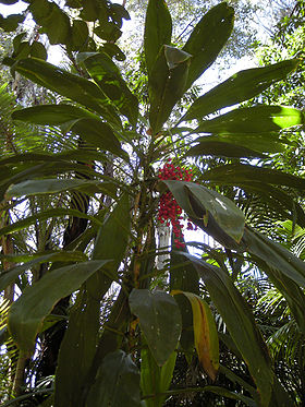 Cordyline fruticosa plant with fruit.jpg