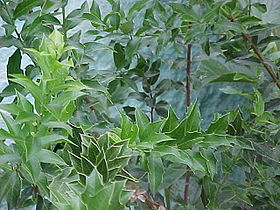 Maytenus ilicifolia.jpg