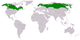 Distribución geográfica de la taiga