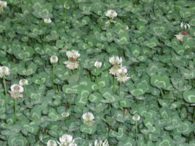 TrifoliumRepensFlowers.jpg