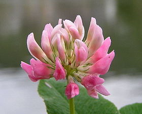 Trifolium hybridum01.jpg