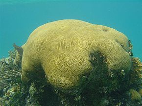 Coral cerebro en las aguas costeras de Belice.