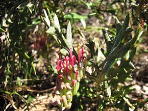 Grevillea ilicifolium var. lobata.jpg