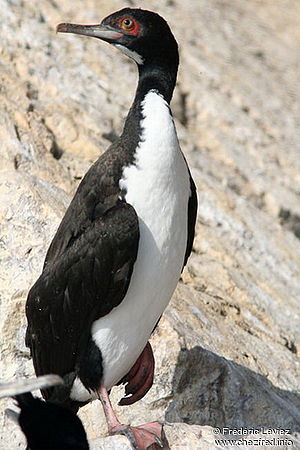 Guanay, una de las principales aves guaneras de la costa peruana
