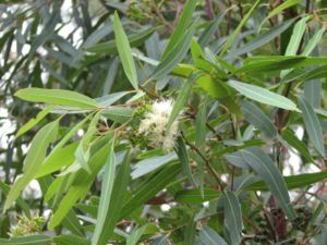 Eucalyptus curtisii.jpg