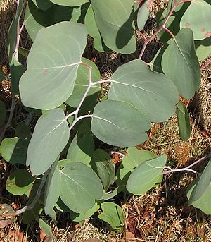Eucalyptus polyanthemos vestita juvenile foliage.jpg
