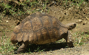 Leopard-tortoise-3.jpg