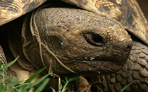 Leopard-tortoise-4.jpg