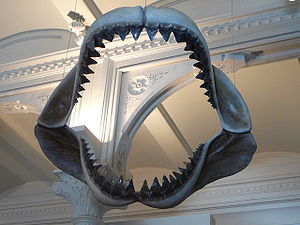 Megalodon shark jaws museum of natural history 068.jpg