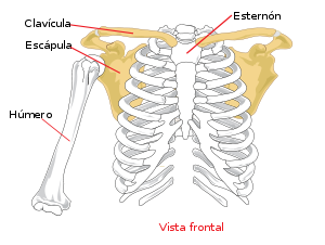 Pectoral girdle front diagram es.svg