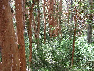 El bosque de arrayanes, península de Quetrihué