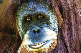 Orangutan 103.jpg