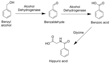 Diagrama del metabolismo del ácido hipúrico a partir del tolueno.