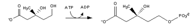 Cholesterol-Synthesis-Reaction3.png