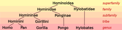 Hominoid taxonomy 6.svg