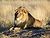 Lion waiting in Nambia.jpg