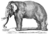 Pennant Thomas Hist of Quadrupeds 1793-Elephas.png