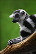Katta Lemur catta.jpg