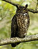 Bubo virginianus -Reifel Migratory Bird Sanctuary-8.jpg