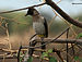 Bulbul Common (Pycnonotus barbatus) RWD.jpg