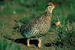 Columbian Sharp-tailed Grouse (male).png