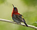Crimson Sunbird male.jpg