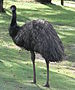 Emu Back.JPG