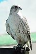 Falco rusticolus 1.jpg