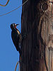 Puerto Rican Woodpecker.jpg