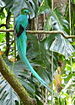 Quetzal4.jpg