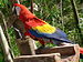 Scarlet Macaw (Ara macao) -raising leg.jpg