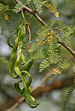 Vilaiti Keekar (Prosopis juliflora) pods W IMG 1146.jpg