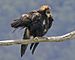 Wedge-tailed Eagle (Aquila audax).jpg