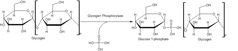 Action of Glycogen Phosphorylase on Glycogen