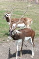Antilope cervicapra kwh.jpg