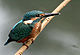 Common Kingfisher I Picture 115.jpg