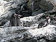 Pinguinos-Humboldt Isla Choros Chile.JPG