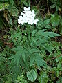 Achillea macrophylla07.jpg